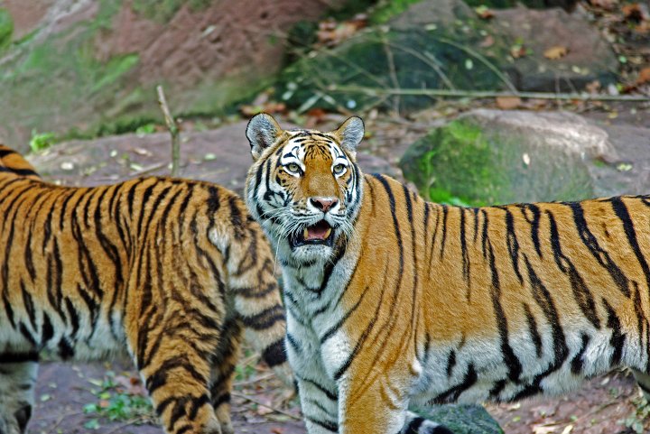 IMGP1369_2 Kopie.jpg - Tiger im Nürnberger Zoo